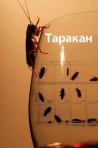 Постер Таракан (Scarrafone)