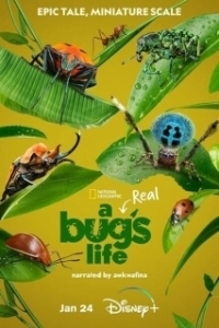 Постер Приключения настоящего Флика (A Real Bug's Life)