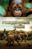 Постер Рожденные на воле (2011)