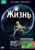 Постер BBC: Жизнь (2009)