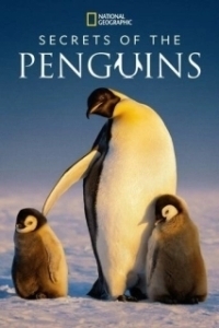 Постер Тайны пингвинов (Secrets of the Penguins)