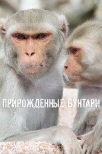 Постер Прирожденные бунтари (Natural Born Rebels)
